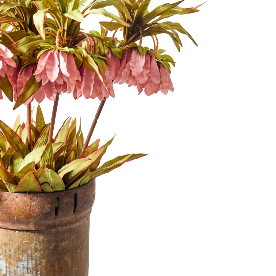 Pink Fritillaria Crown